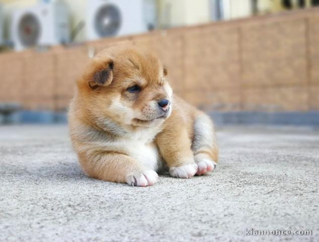 Chiots de race Shiba Inu disponibles de suite