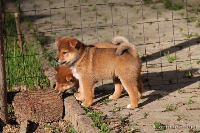 Chiots de race Shiba Inu disponibles de suite