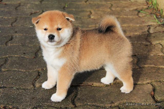 Chiots de race Shiba Inu disponibles de suite