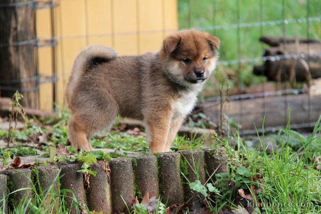 Chiots de race Shiba Inu disponibles de suite