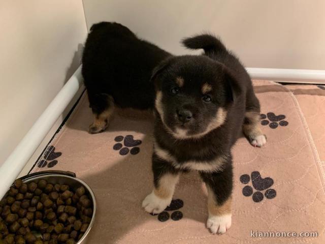 Chiots de race Shiba Inu disponibles de suite