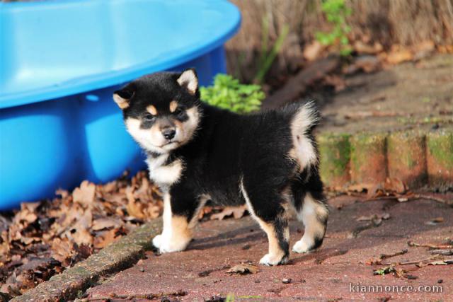 Chiots de race Shiba Inu disponibles de suite