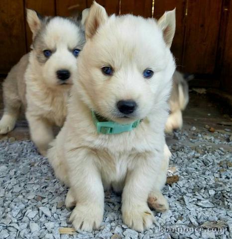  A DONNER CHIOT HUSKY SIBERIEN LOOF