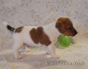 A donner : Chiot type Jack Russel mâle