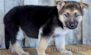 Chiot berger allemand à donner