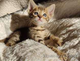 A donner, magnifiques chatons savannah