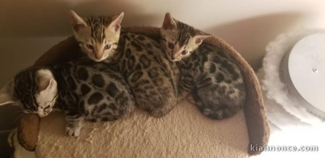 chatons Bengale disponible males et femelles