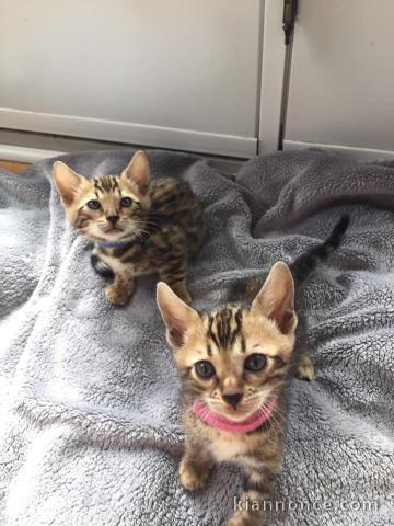 chatons Bengale disponible males et femelles