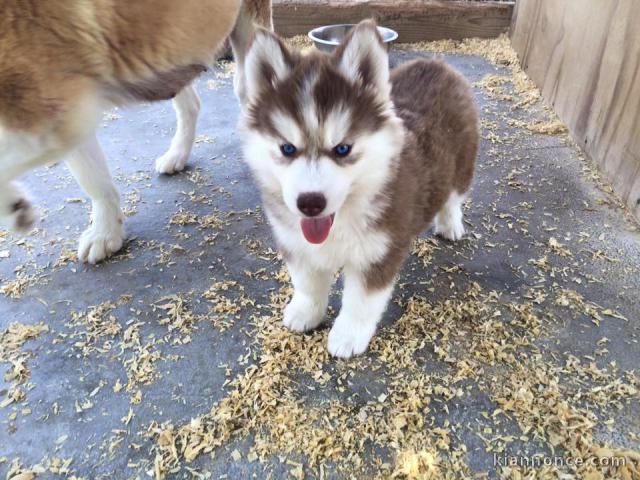 Husky de Siberien tout blanc et noir blanc marron  