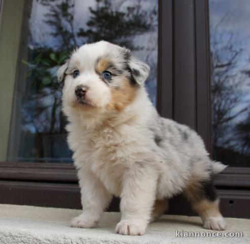 A DONNER Magnifique chiot Berger Australien Mâle Femelle