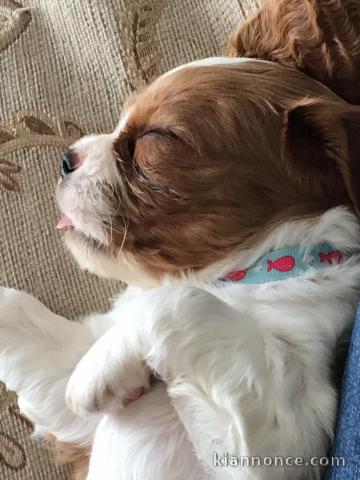 Cavalier King Charles Femelle A DONNER