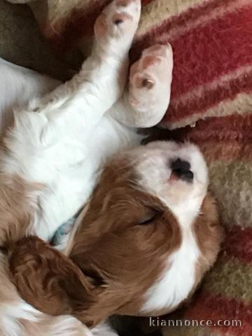 Cavalier King Charles Femelle A DONNER