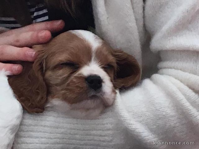 Cavalier King Charles Femelle A DONNER