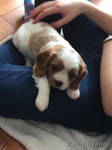 Cavalier King Charles Femelle A DONNER