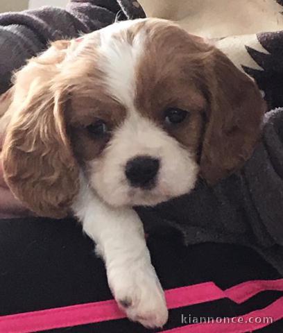 Cavalier King Charles Femelle A DONNER