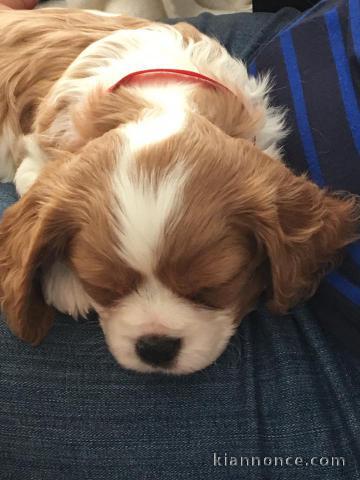 Cavalier King Charles Femelle A DONNER