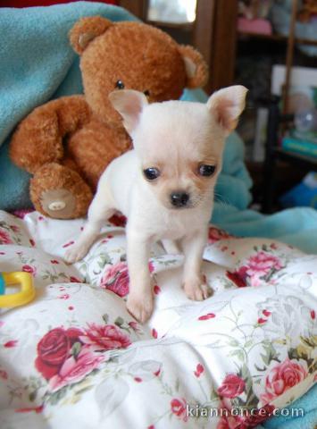 Magnifique  chihuahua disponible