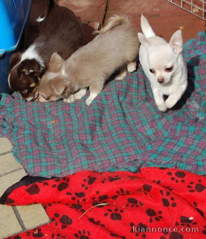 Magnifique  chihuahua disponible