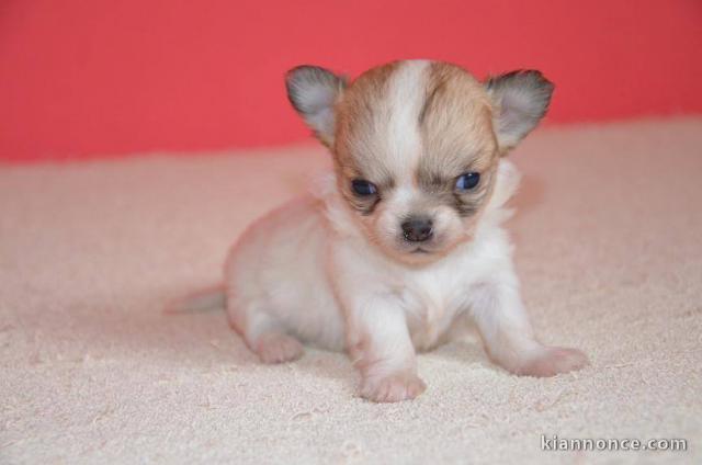 Magnifique  chihuahua disponible