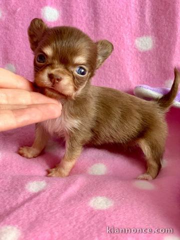 Magnifique  chihuahua disponible