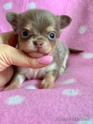 Magnifique  chihuahua disponible