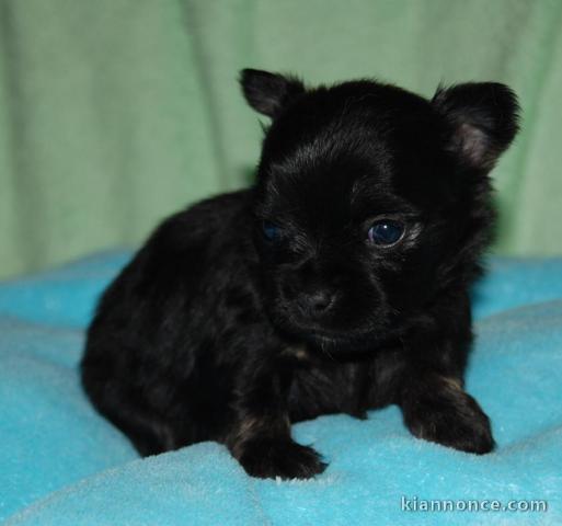 Magnifique  chihuahua disponible