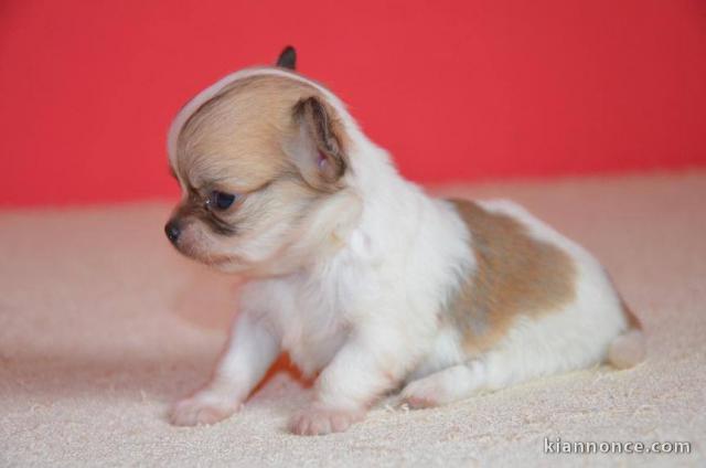 Magnifique  chihuahua disponible