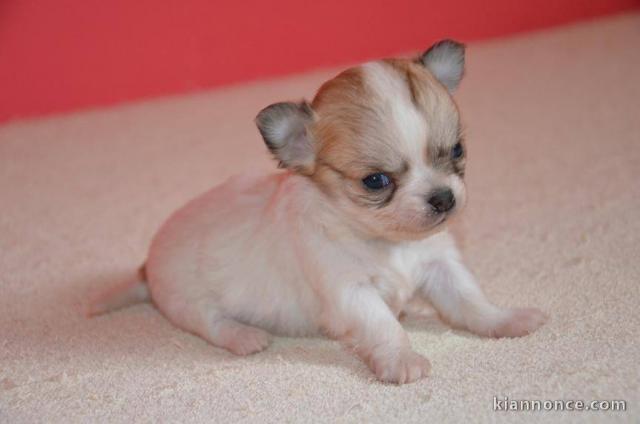 Magnifique  chihuahua disponible