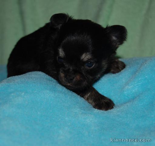 Magnifique  chihuahua disponible