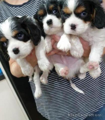 magnifique chiots Cavalier king Charle a donne