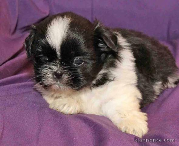 Magnifique chiot shit tzu a donner