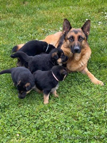  CHIOTS BERGER ALLEMAND PURE RACE