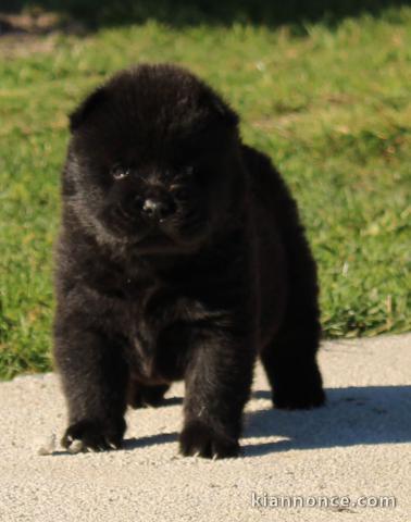 Chiots chow chow à donner