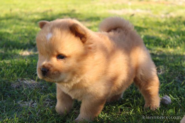 Chiots chow chow à donner