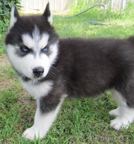 adorables chiot husky sibérien LOF