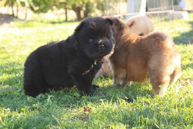 Chiots chow chow à donner