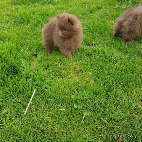 Magnifiques chiots spitz allemand