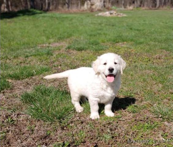 Adorable Golden retreiver non loof