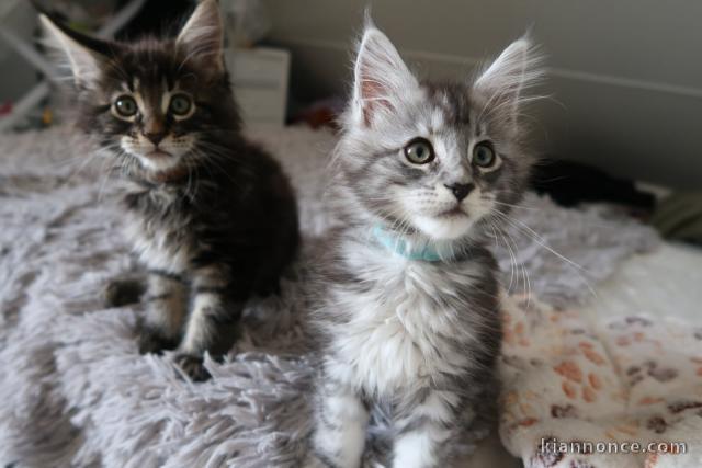 Adorable chatons Maine coon