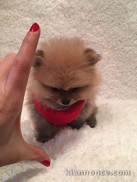 Adorables petits chiots spitz nain