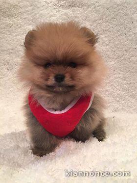 Adorables petits chiots spitz nain