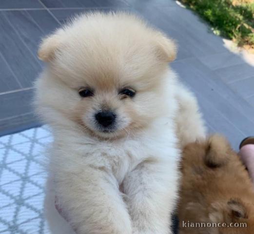 Adorables petits chiots spitz nain