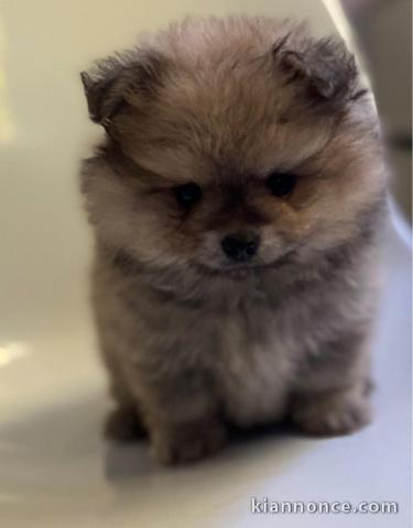 Adorables petits chiots spitz nain