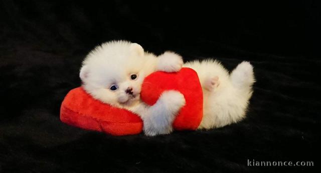 Adorables petits chiots spitz nain