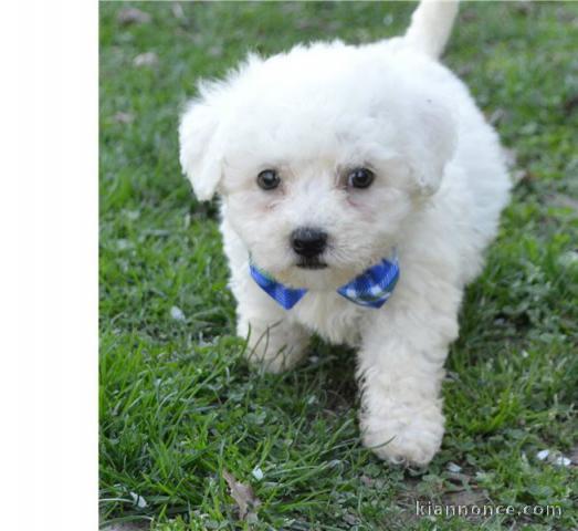 Magnifique chiot bichon pour connaisseur