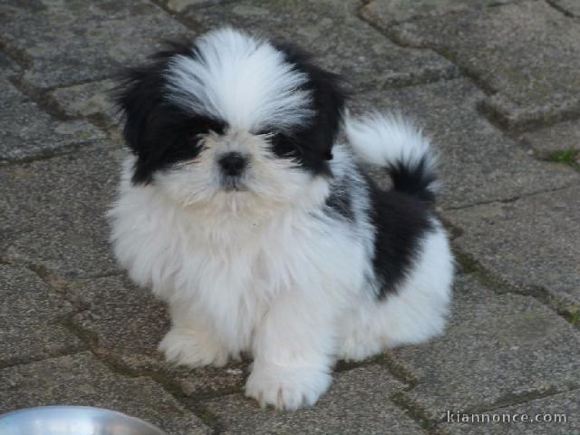 Chiots Shih Tzu LOF Disponible de suite