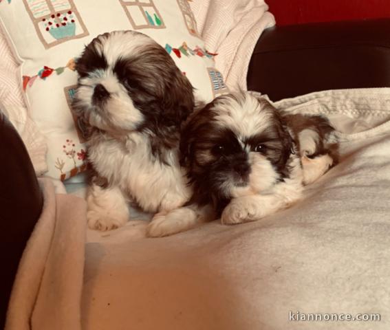  Chiots Shih Tzu LOF à réserver nés le 05 janvier 2020, 3 femelle