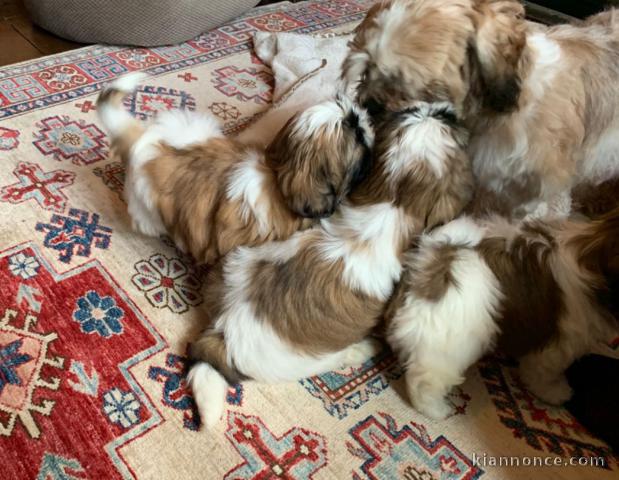 Chiots Shih Tzu LOF Disponible de suite