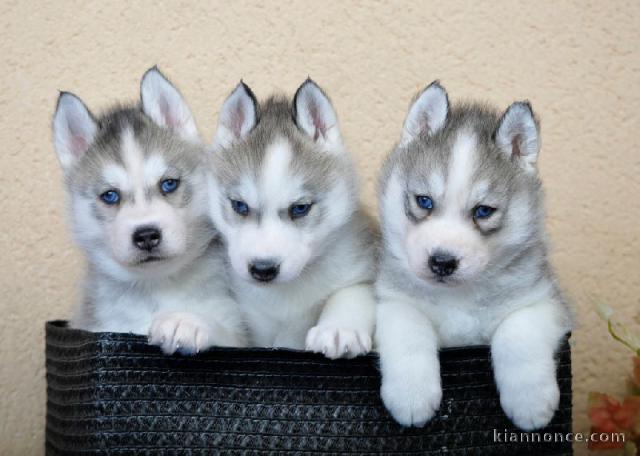 Magnifique chiots husky Sibérien