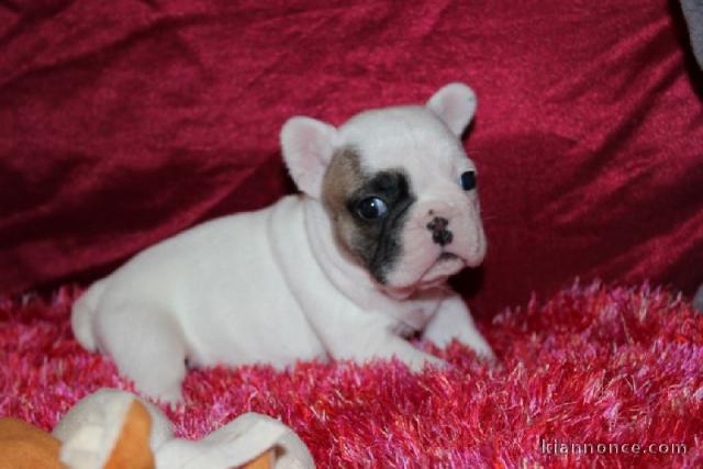 A donner Adorable Chiot Bouledogue français Femelle